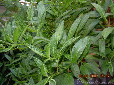 Вид верхних стеблей