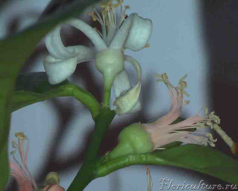 Их было 8, а сейчас ещё два в бутонах появились. Не знаю пока, оставлять их или нет, а то боюсь у лаймика сил не хватит.