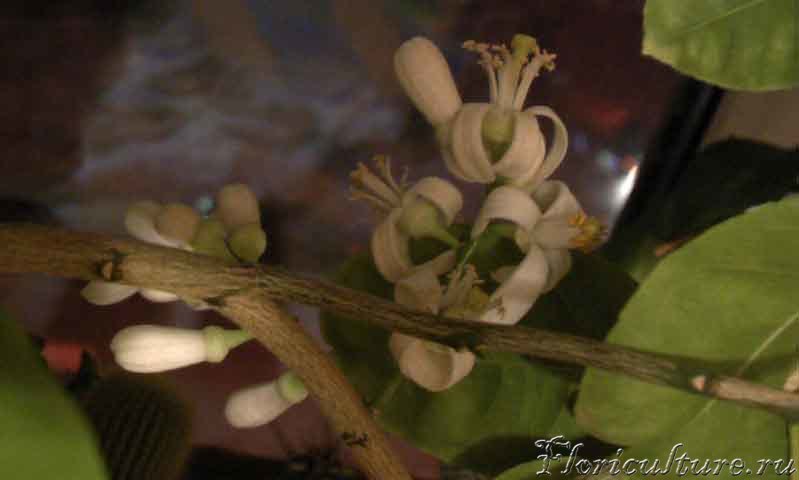 Цветки цитрона другим ракурсом