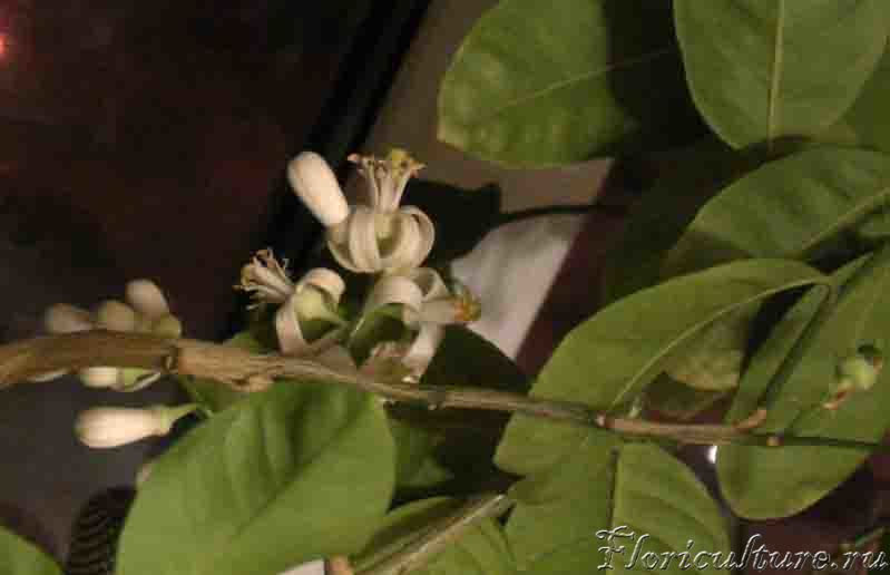 Много цветков у цитрона получилось :)