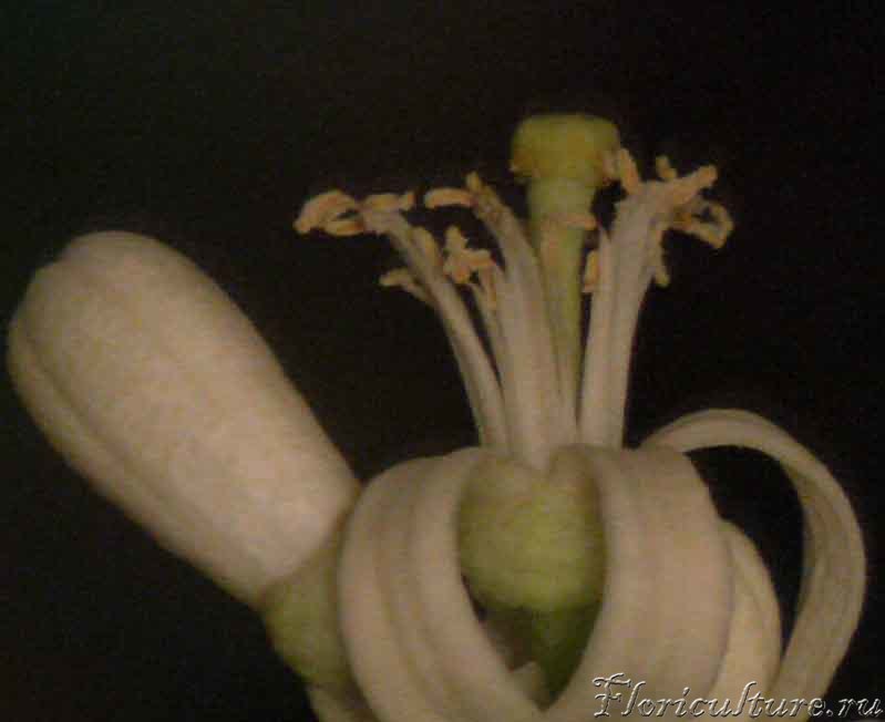 Цветок цитрона крупно