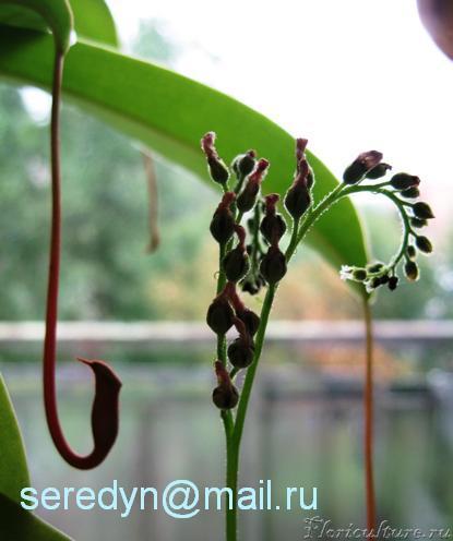 Цветонос D. capensis var. alba.JPG