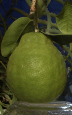 &amp;quot;Плодик&amp;quot; цитрона - 16см в длину