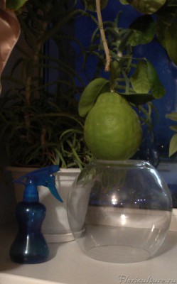 Он такой большой и тяжёлый, что пришлось подставить под него аквариум :)