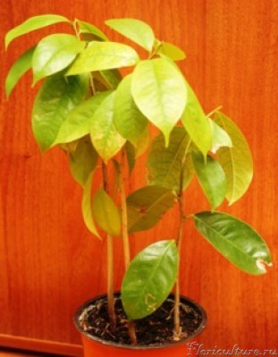 Аннонки 02.2010..JPG