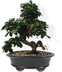 bonsai_1_3.jpg