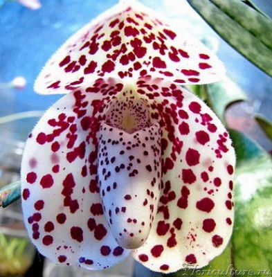 paph. bellatulum.jpg