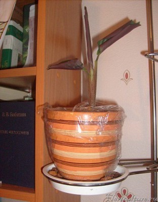 Посажен под пакет по совету сегодня