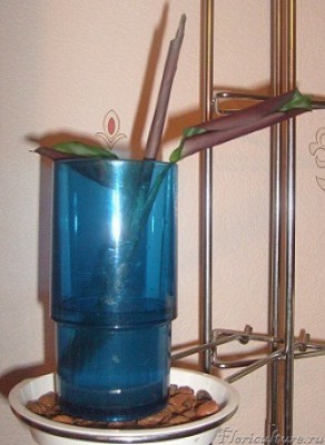 это росточек в стакане, простоял два дня,