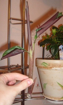 вот так он выглядит.