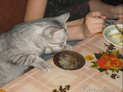 а это трапеза в кругу семьи