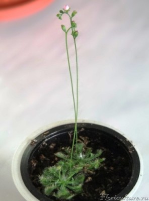 Росянки цветут 04.2010..jpg