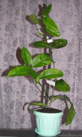 фото делала вечером, как только пересадила в горшок.