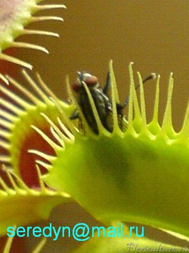 Эта попалась другой частью тела:)