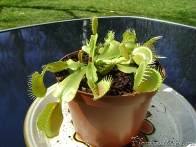 Это моя мухоловка на охоте в саду