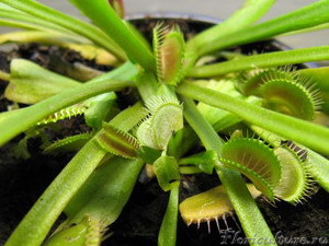 это серединка