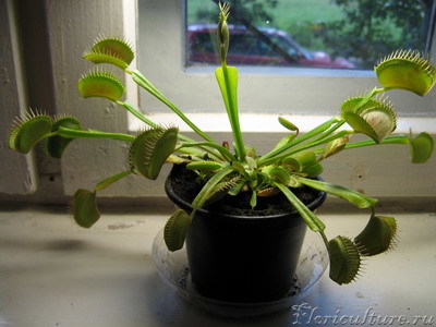 это во весь