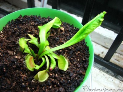 как на ваш взгляд?