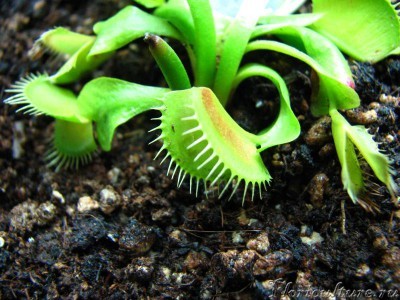 вот немножко розовеет