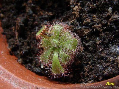 Drosera.jpg