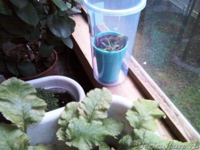 ето он в контейнере))