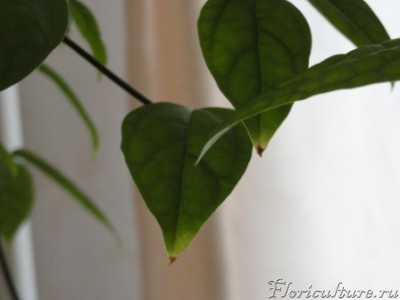 Подсохшие кончики листьев