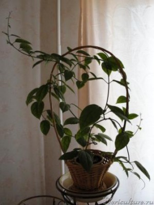 Вот он, мой жасминчик