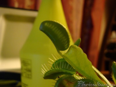 молодая ловушечка