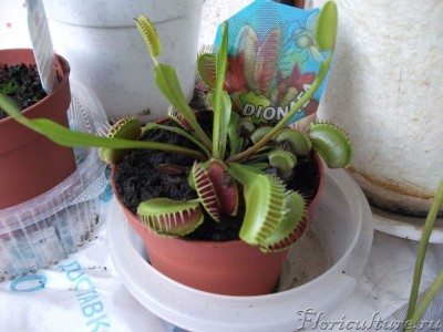 Через неделю после покупки