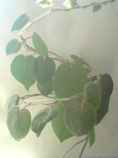 Солце с утра, подвяло немного. Вверх с маленькими листиками уже тянется отпрыск.