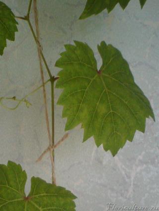 И болезь на них кокая то чтоли? В детстве их ели черные жучки,я их вывила, а на махнатых не кого не заводилось. Не могу понять почему такая разница форм?