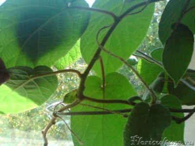 Основная лиана и пасынок отходит.