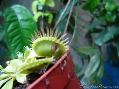 Извините за резкость - фотик отказался наводить.