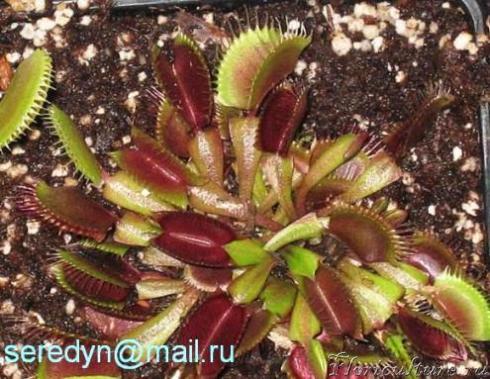 Dionaea muscipula &amp;quot;Red piranha&amp;quot;