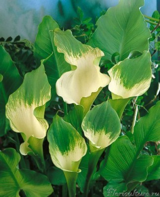 Calla-Green-Goddess-3.jpg