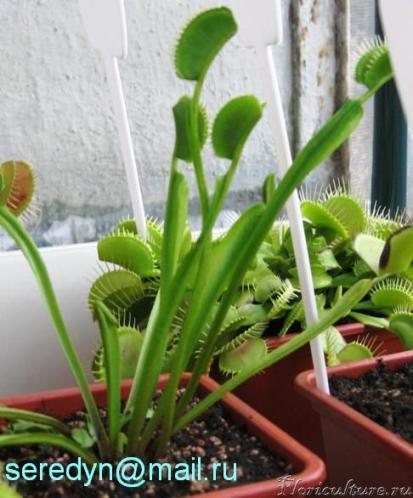 Dionaea muscipula &amp;quot;long petiole&amp;quot; <br />У неё листовые черешки до 20 см.!