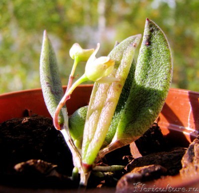 Dendrobium rigidum.jpg