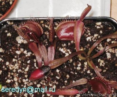 Dionaea muscipula &amp;quot;Akai ryu&amp;quot;
