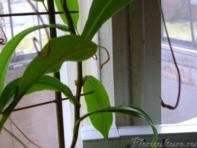 Кто подскажет ,  ловушки будут или пустоцвет?