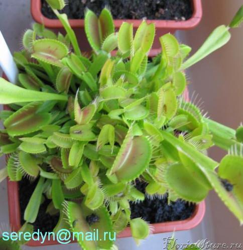 Dionaea muscipula сорт &amp;quot; Yellow&amp;quot;