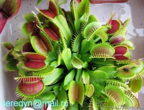 типичная Dionaea muscipula