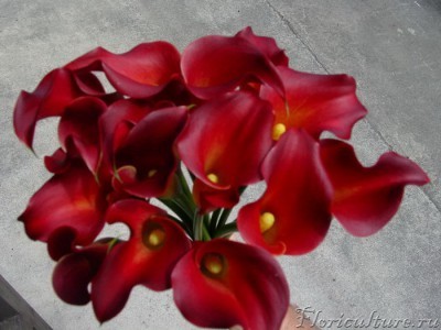Colored_Calla_Lilies_from_Oregon_Coastal_Flowers_239.jpg