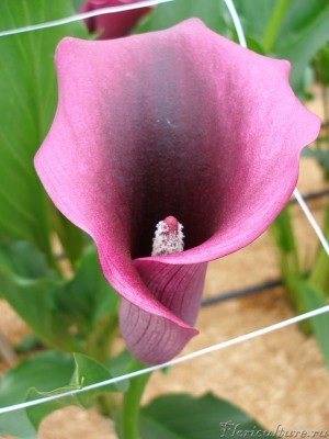 Colored_Calla_Lilies_from_Oregon_Coastal_Flowers_167.jpg
