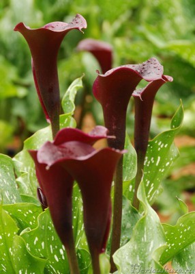 Colored_Calla_Lilies_from_Oregon_Coastal_Flowers_026.jpg