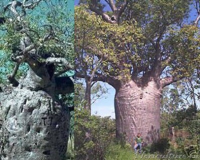 AUSTRALIAN BAOBAB_Adansonia gregorii.JPG