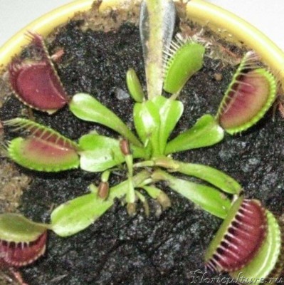 если сможете,то помогите пожалуйста определить сорт.