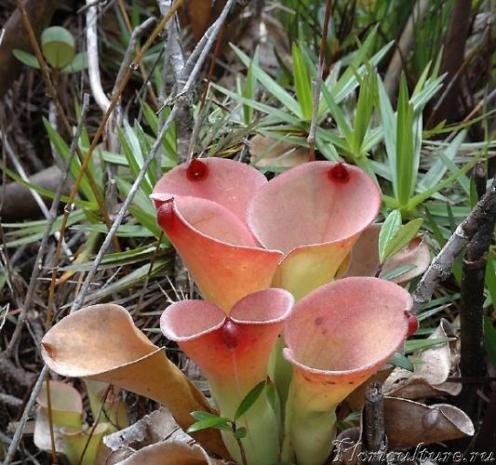 Heliamphora2.jpg