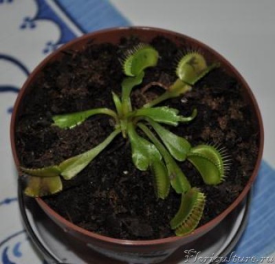 Вот мой заморыш