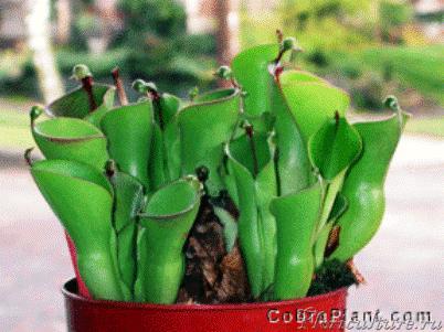 Heliamphora heterodoxa.JPG