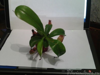 Непентес 2.jpg